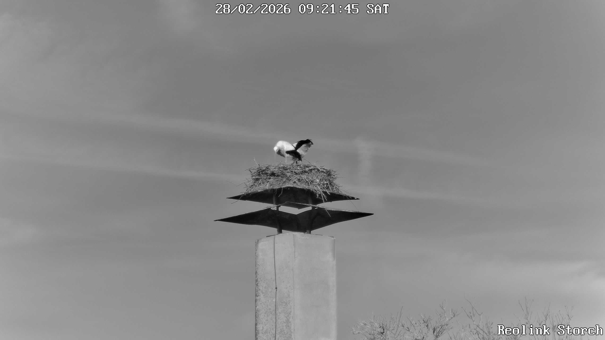 Storchencam Bild